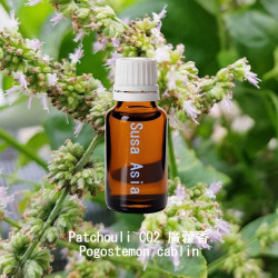 Patchouli CO2 廣藿香