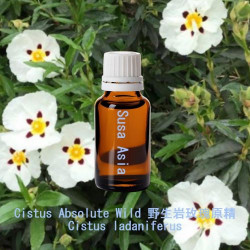 Cistus Absolute Wild - Cistus ladaniferus
