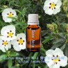 Cistus Absolute Wild 野生岩玫瑰原精