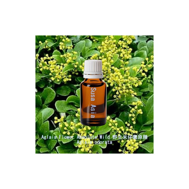 Aglaia Flower Absolute Wild 野生米仔蘭原精