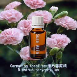 Carnation Absolute - Dianthus caryophyllus