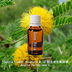 Cassie Flower Absolute Wild - Acacia Farnesiana L.