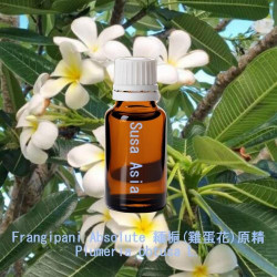 Frangipani Absolute - Plumeria obtusa L.