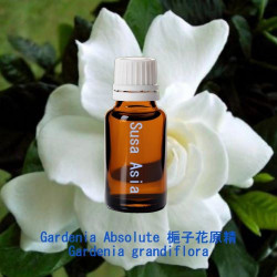 Gardenia Absolute - Gardenia grandiflora