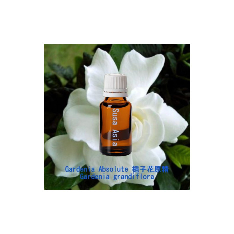 Gardenia Absolute - Gardenia grandiflora