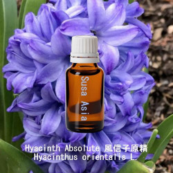 Hyacinth Absolute - Hyacinthus orientalis L.
