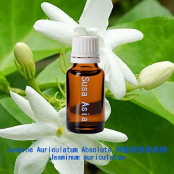 Jasmine Auriculatum Absolute - Jasminum auriculatum