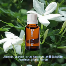 Jasmine Grandiflorum Absolute - Jasminum grandiflorum