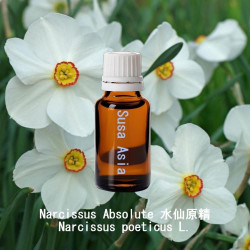 Narcissus Absolute 水仙原精