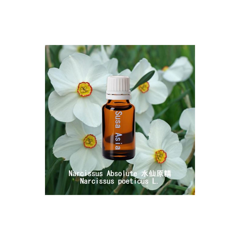 Narcissus Absolute - Narcissus poeticus L