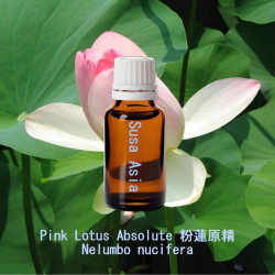Pink Lotus Absolute - Nelumbo nucifera