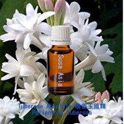 Tuberose Absolute 晚香玉原精