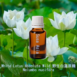 White Lotus Absolute Wild - Nelumbo nucifera