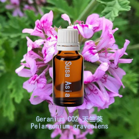 Geranium CO2 天竺葵