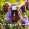 Milk Thistle Oil Wild - Silybum marianum