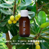 Tamanu Oil Organic - Calophyllum inophyllum