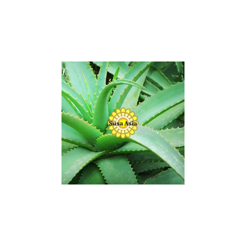 Aloe Vera butter 蘆薈脂