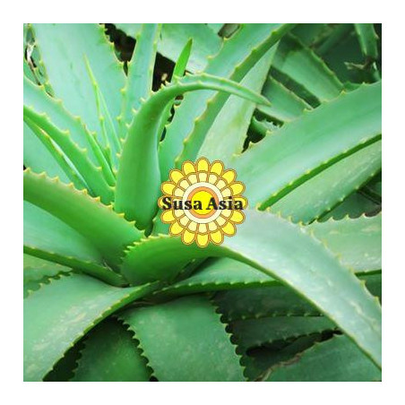 Aloe Vera butter 蘆薈脂