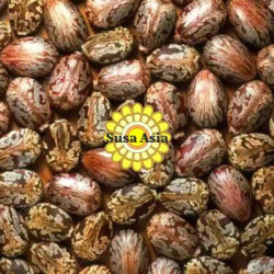 Solubiliser (Fixed oil) - Turkey ricinus communis