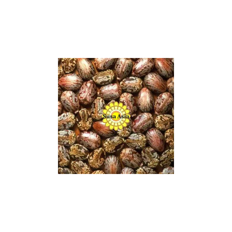 Solubiliser  - 精油溶解液 (植物油)