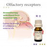 Inhalation_E8_Awakening (Alertness, Cognitive Support) Blend Pure Essential Oil