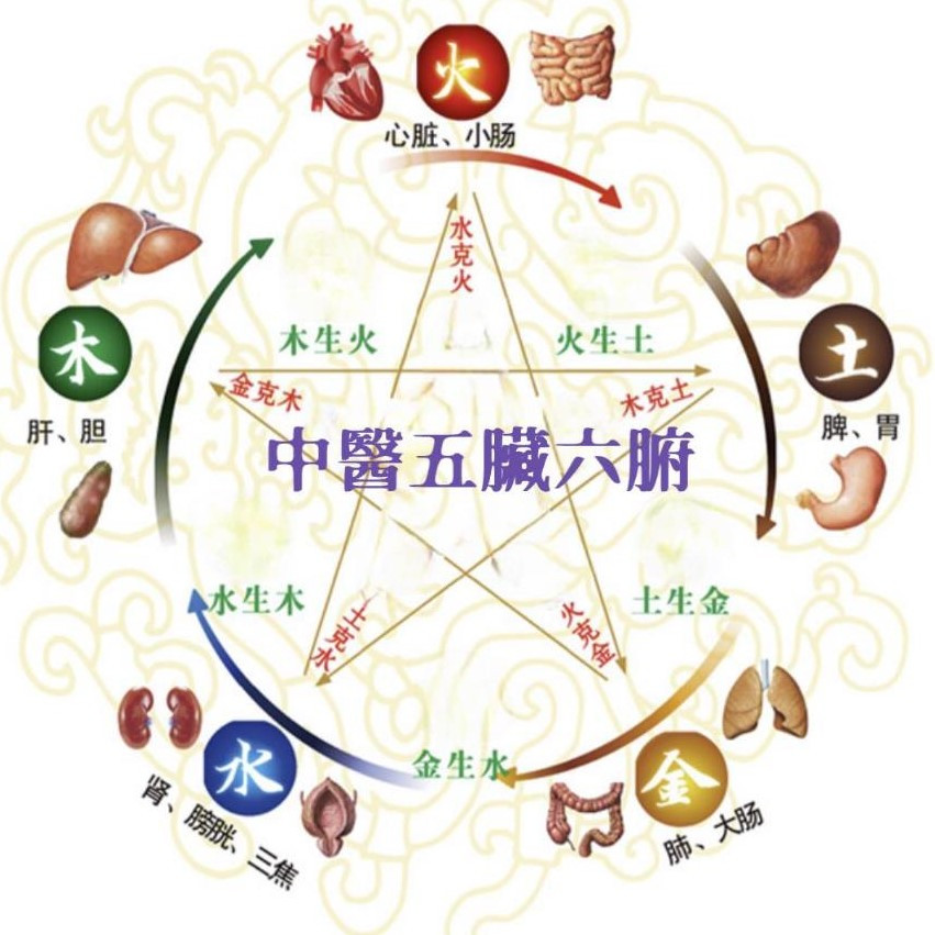 中醫所說的"五臟六腑"是什麼？
