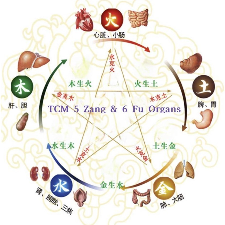 What are the "internal organs" in TCM?