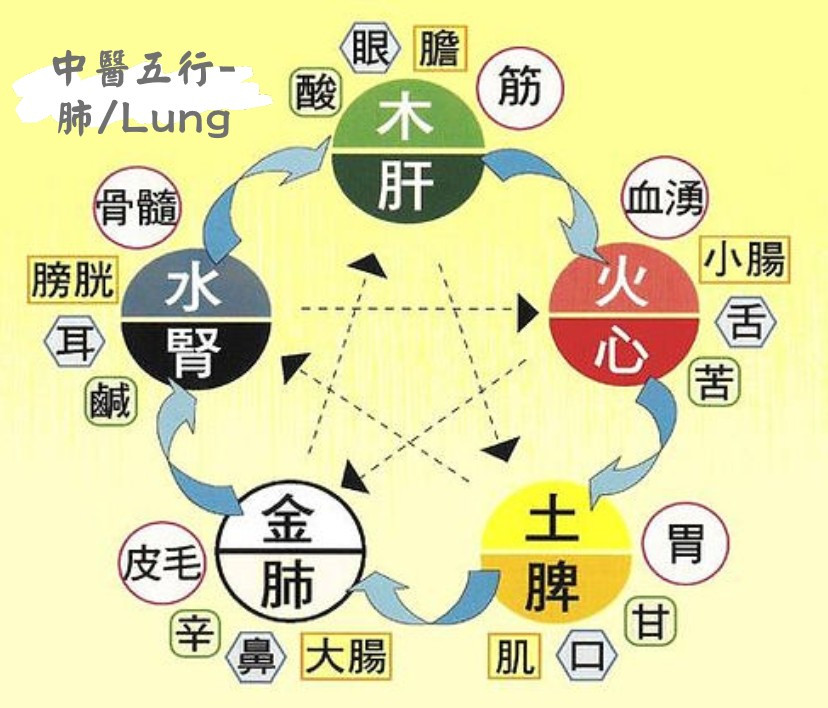 Descriptions of the Lungs in Traditional Chinese Medicine (TCM)