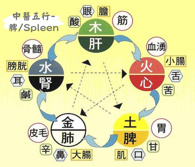 Spleen as described by Traditional Chinese Medicine